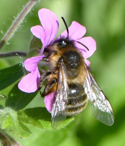 Andrena sp.